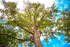 Best Tree Mulching  in New Market, VA