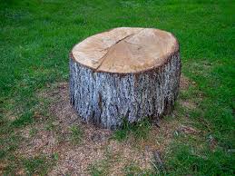 Best Tree Trimming and Pruning  in New Market, VA