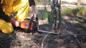 How Our Tree Care Process Works  in  New Market, VA