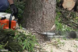 Best Tree and Shrub Care  in New Market, VA