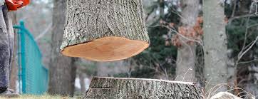 Best Storm Damage Tree Cleanup  in New Market, VA