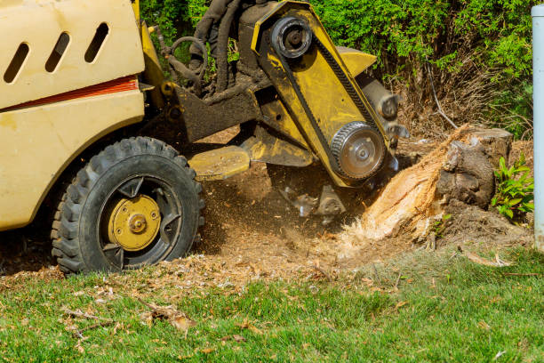 Best Lawn Pest Prevention  in New Market, VA
