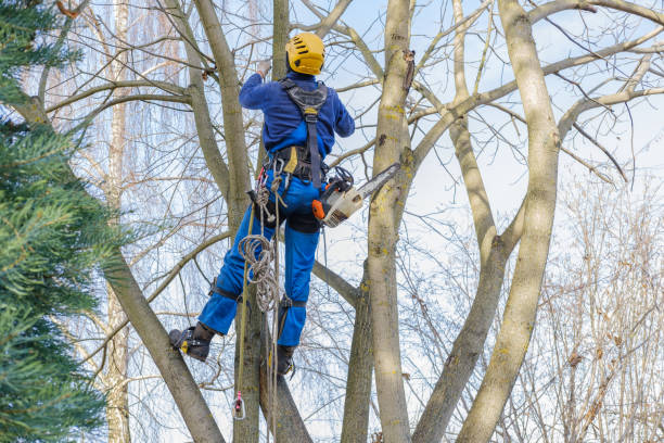  New Market, VA Tree Services Pros