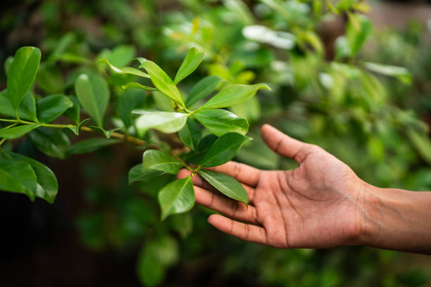 Best Tree Trimming and Pruning  in New Market, VA
