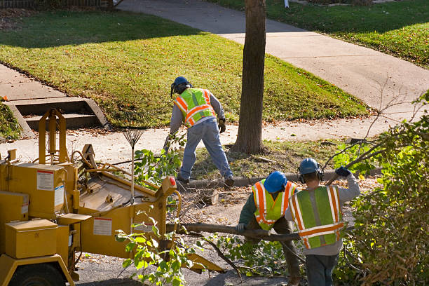 Best Lawn Drainage Solutions  in New Market, VA