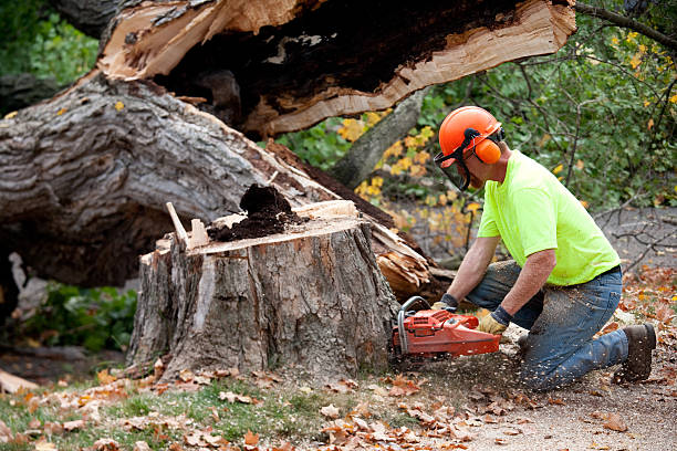 Best Tree Maintenance Programs  in New Market, VA