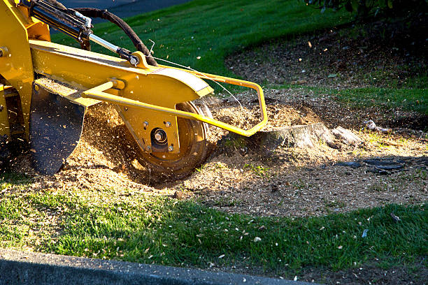 Best Weed Control  in New Market, VA