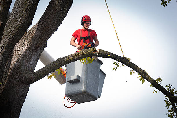 Best Hedge Trimming  in New Market, VA