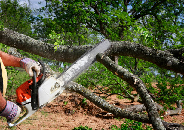 Best Emergency Tree Removal  in New Market, VA