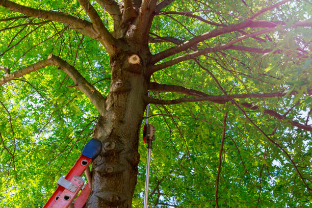 New Market, VA Tree Services Company